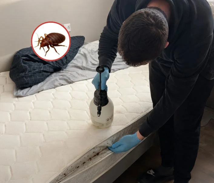 Technicien traitant un matelas contre les punaises de lit à Saint-Denis